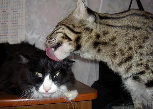 团队铁壁与个人锋芒，热火终结魔术与莫兰特王者之证的篮球哲学