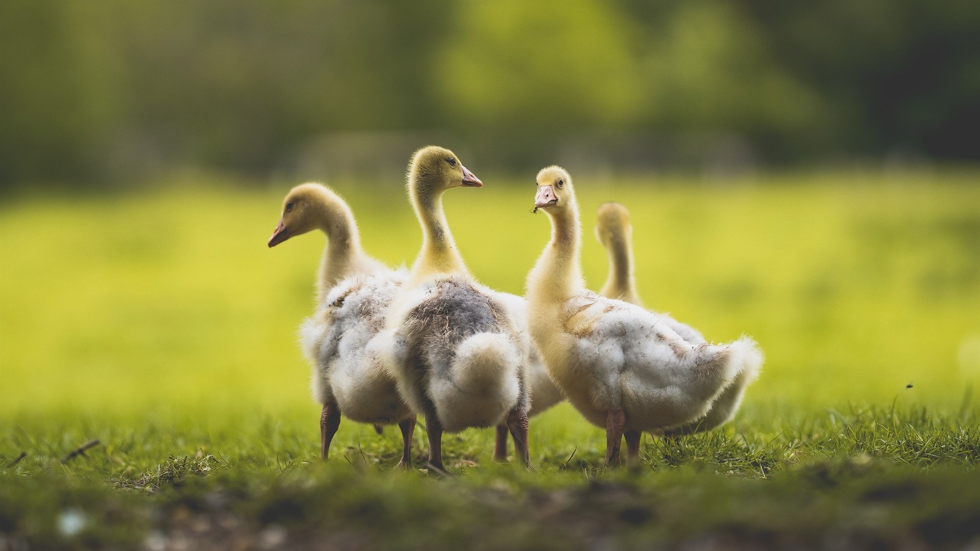 金年会网站-绝杀！西班牙逆转新西兰，巴雷拉独造两球成关键先生