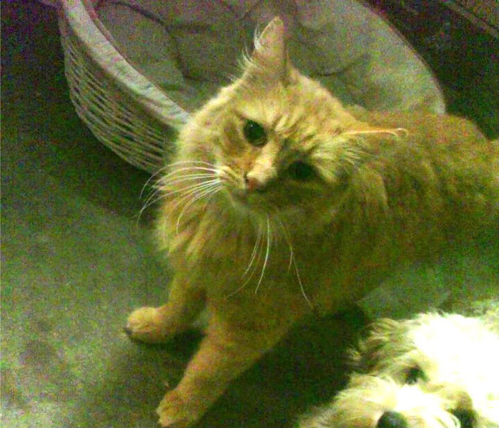 金年会官方网站-马克西里程碑之夜，活塞队力克北京队，个人突破引燃赛场