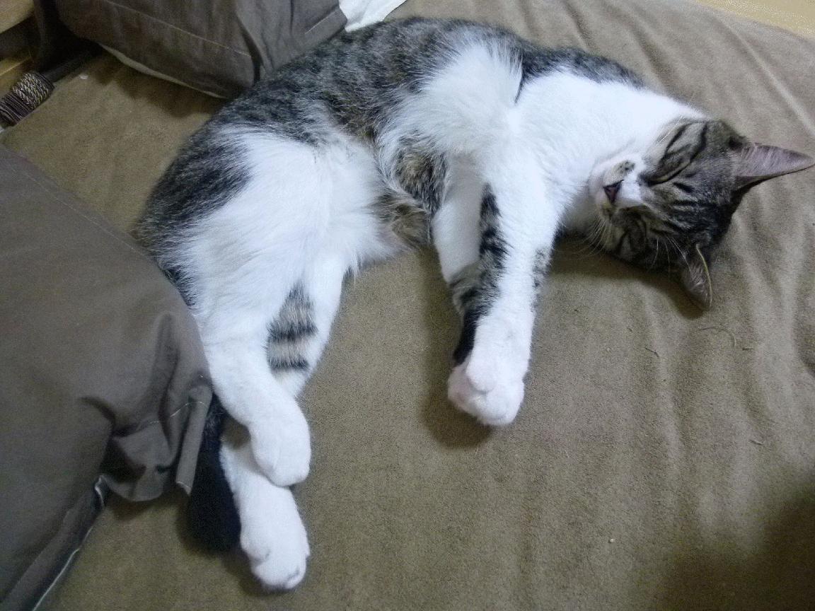 金年会体育-湖人战舰万炮齐发，哈利伯顿关键调度撕碎上海防线