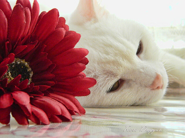 足球赛场双星闪耀，李刚仁关键进球定乾坤，荷兰提前终结悬念突尼斯