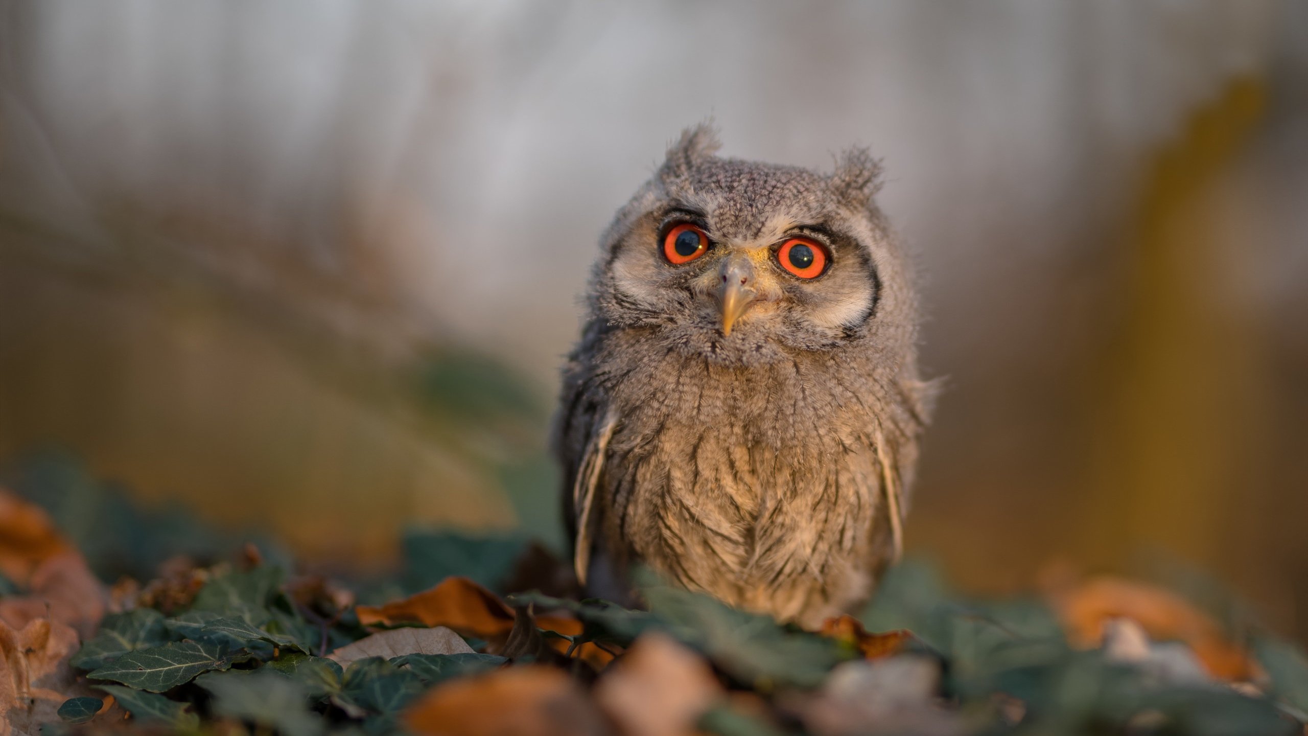 奥运周期焦点战，多特蒙德压哨绝杀苏格兰，关键胜利提振奥运征程