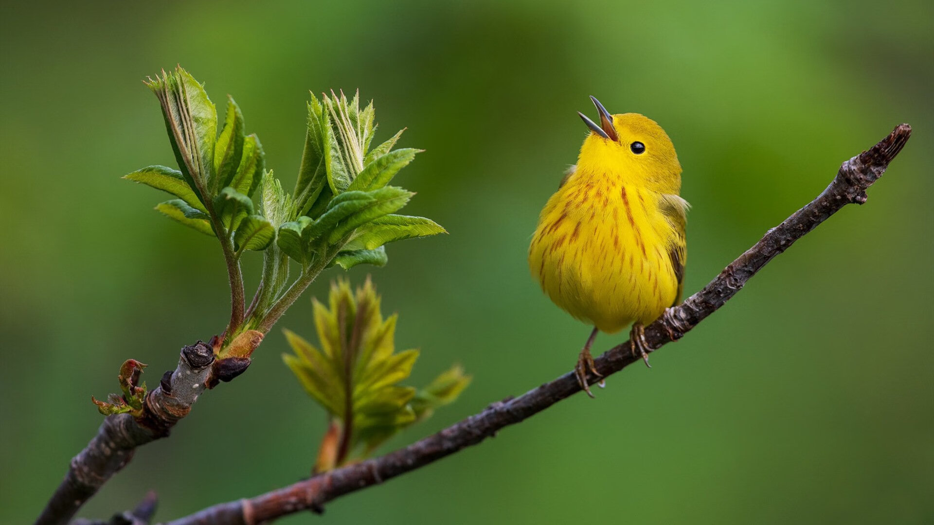 伊布天神下凡！连续神级表演击碎南非，埃及惊险晋级之路
