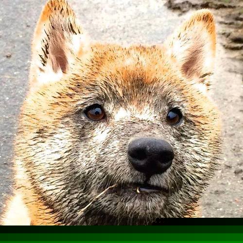 金年会集团-新星爆发！切特冠军级表现点燃绿衫军与紫金豪门对决