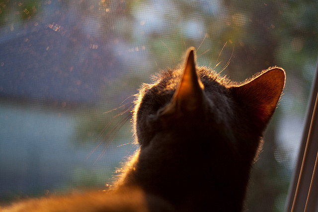 刺破北境铁壁！伦纳德49分神迹助国王加时突围