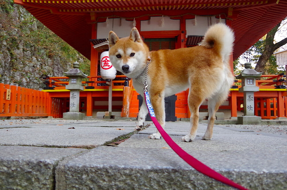 于至暗时刻点亮自己，富安健洋的沉默反击