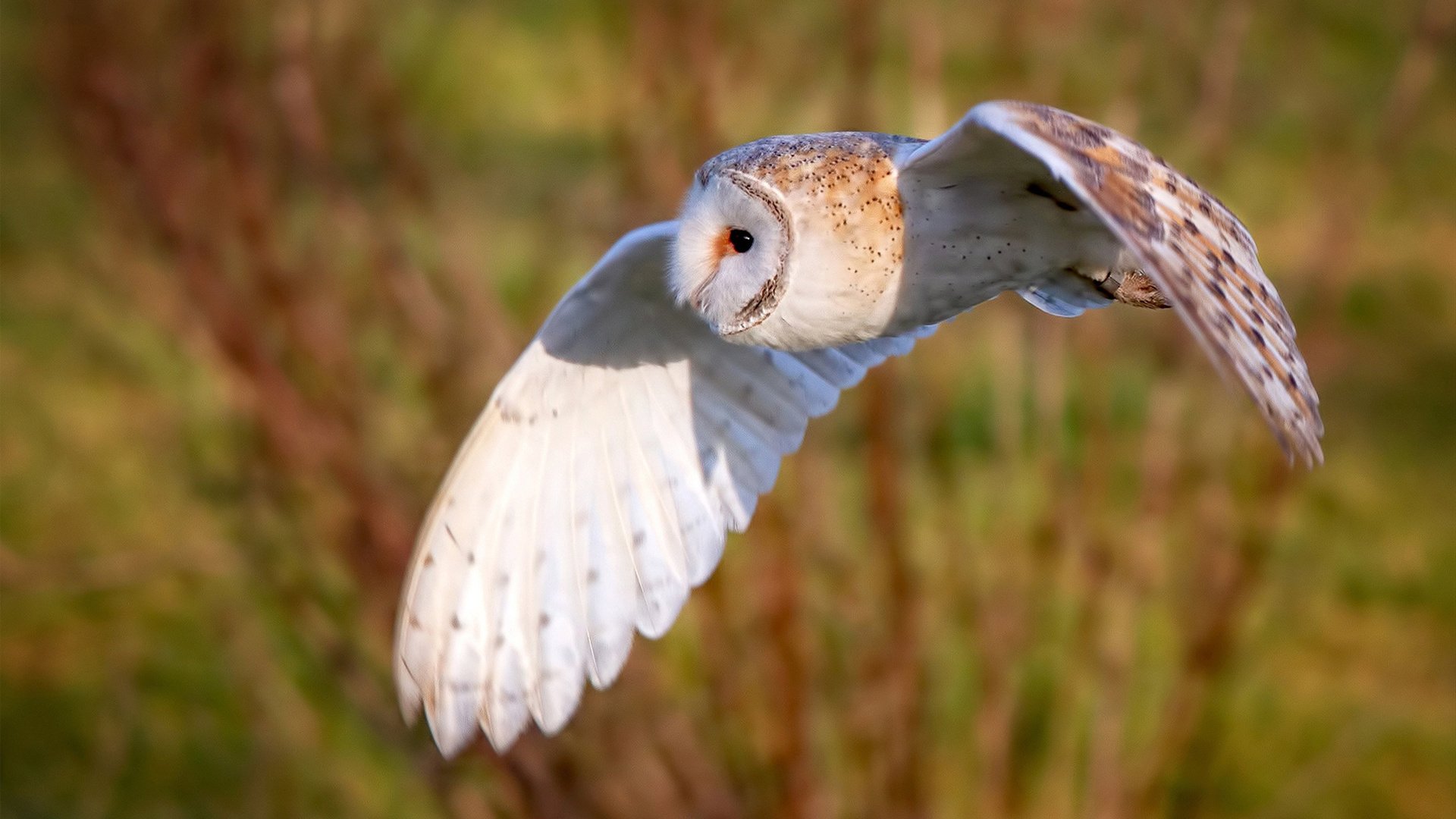 绿茵杀神降临总决赛，当弗拉霍维奇在篮球场踢出弧线球