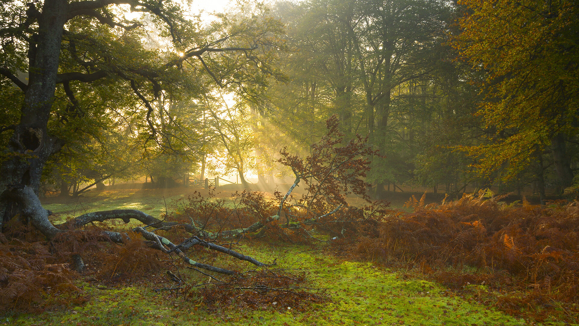 星爆！福克斯打穿钢铁防线，国王以制空权碾压深圳