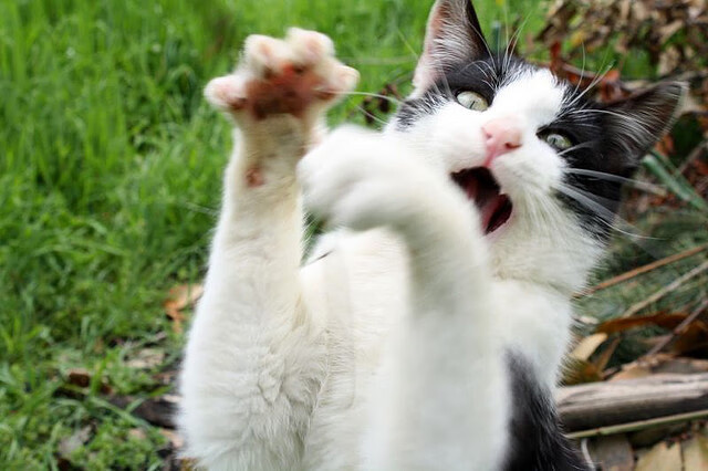 2004欧洲杯，巴尔韦德的战术斩杀，希腊于无声处胜荷兰