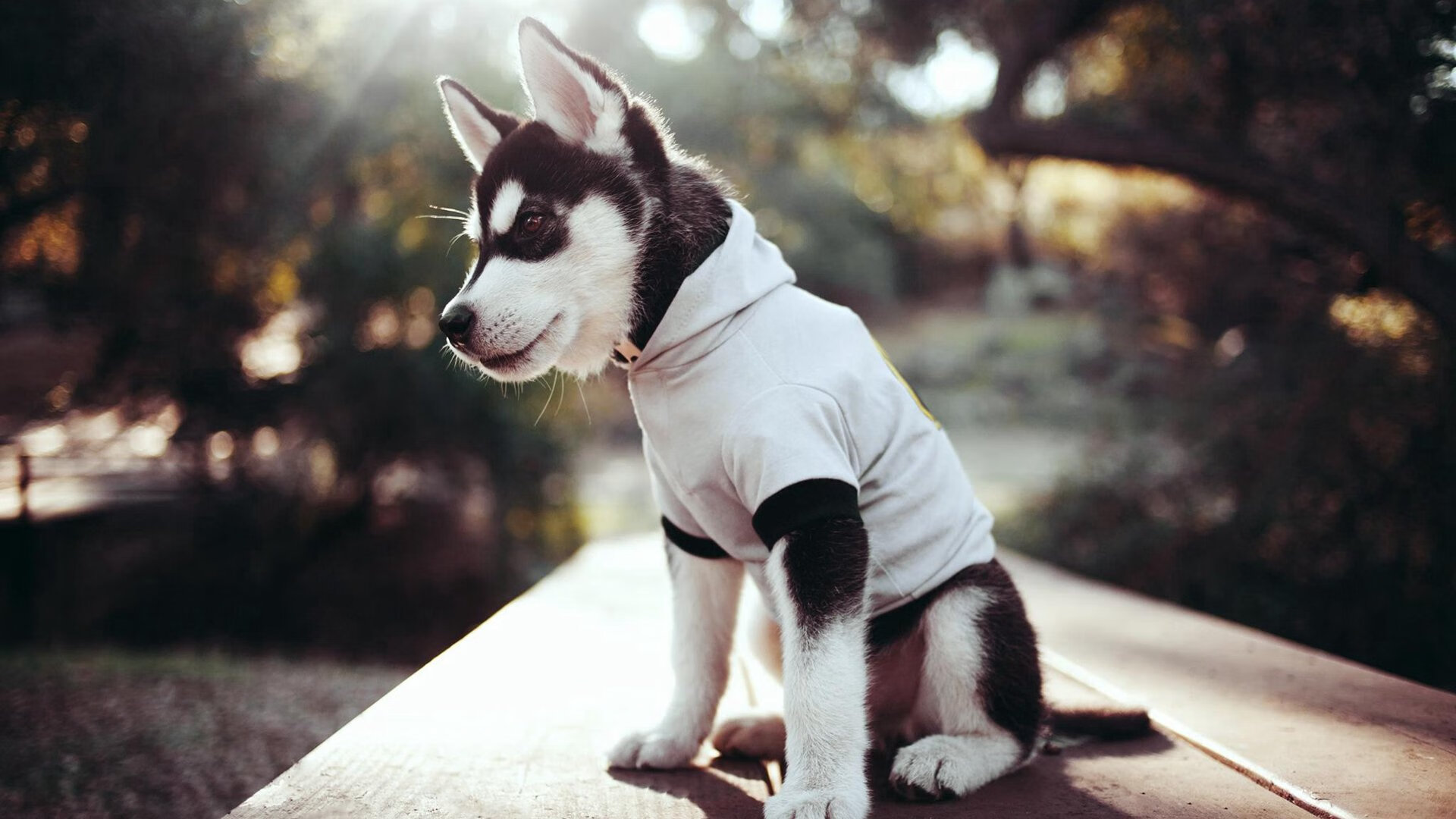 终场前121秒！西亚卡姆死亡七连击撕裂防守，快船窒息节奏压垮鹈鹕翅膀