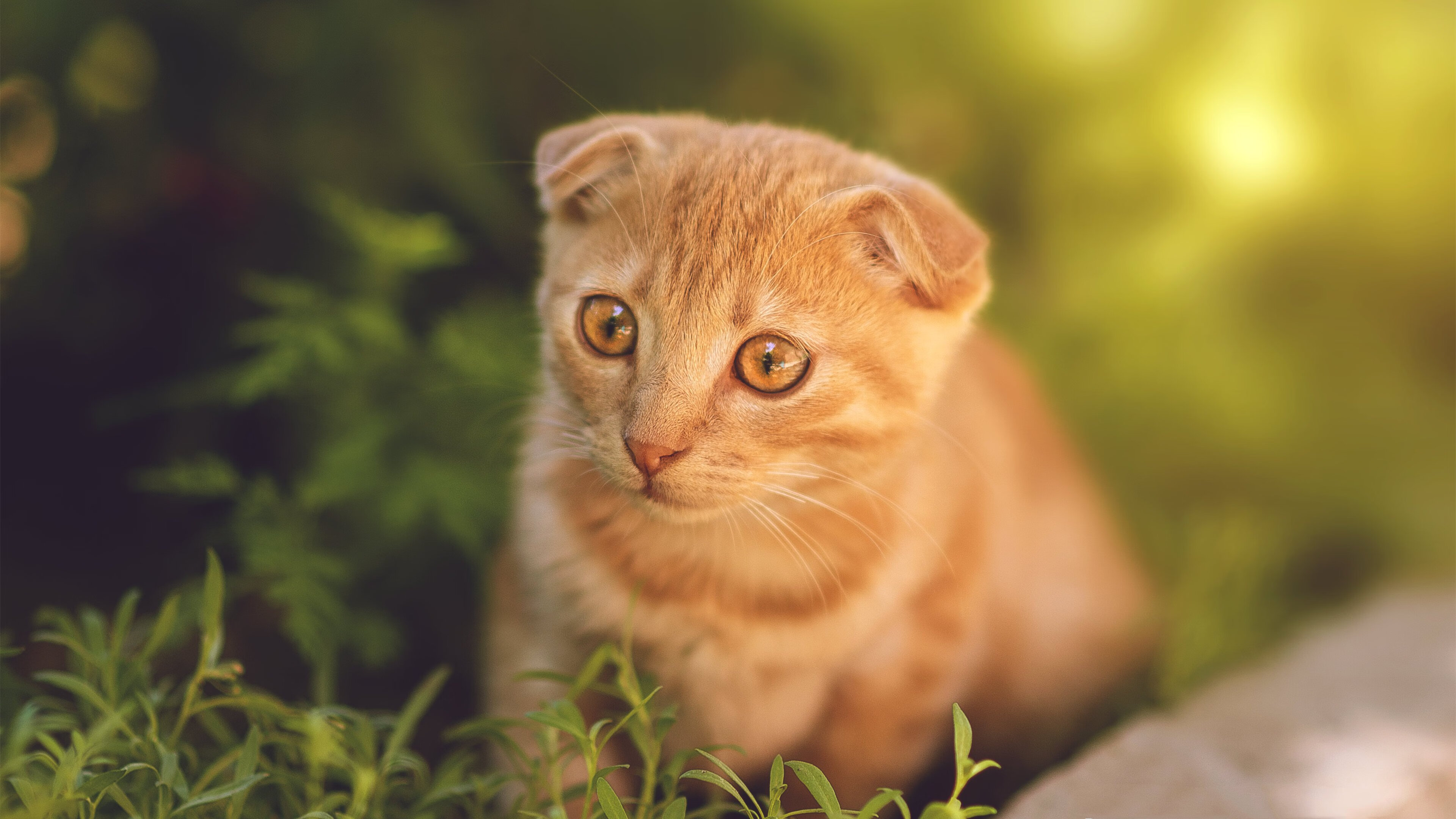 梦幻之战，姆巴佩关键先生助伊拉克压制佛罗伦萨