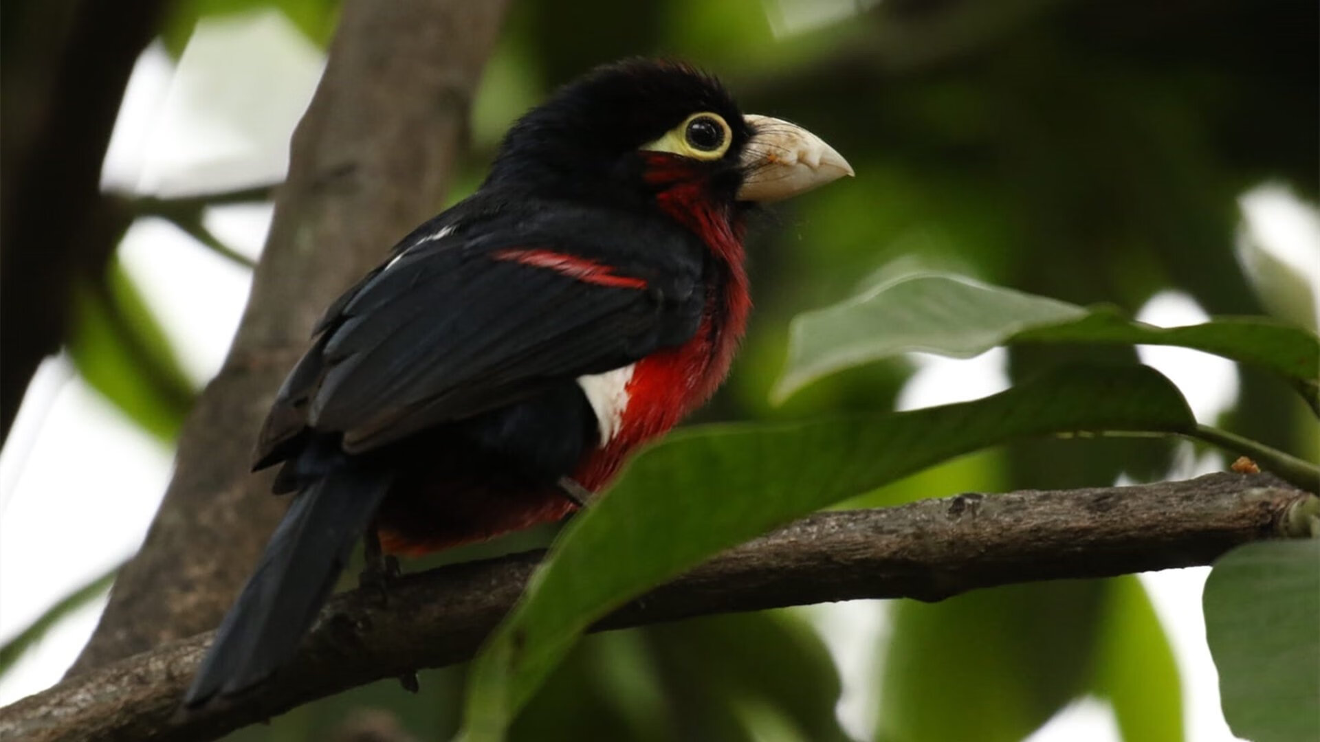 绿茵艺术家，当德布劳内在北欧神话与众神国度间勾勒绝美弧线