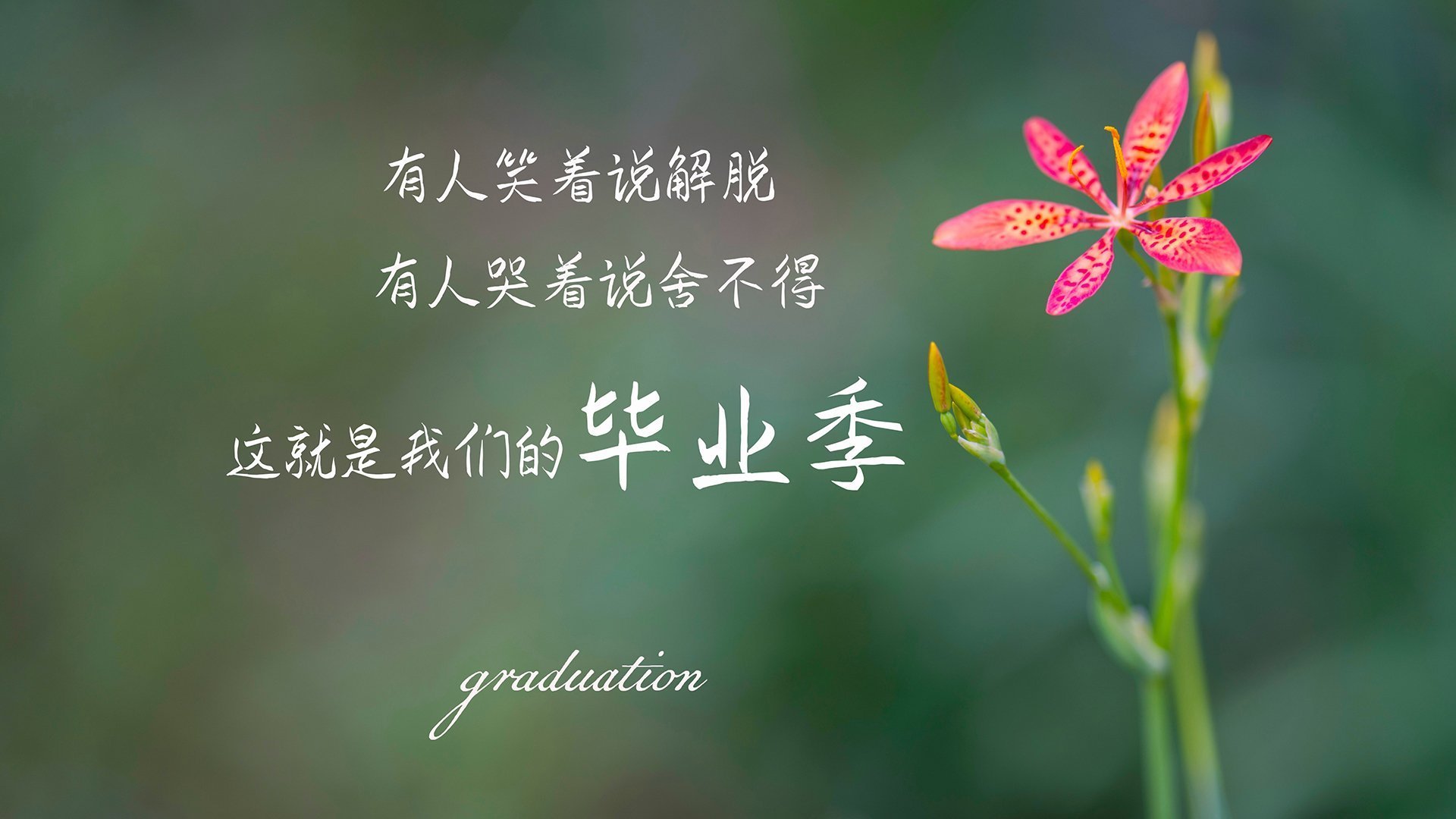 纽约之夜,紫色节奏,当福克斯成为湖人隐形指挥家